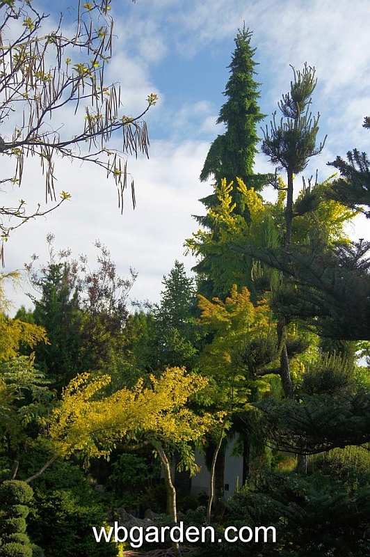 wbgarden spring 14.JPG